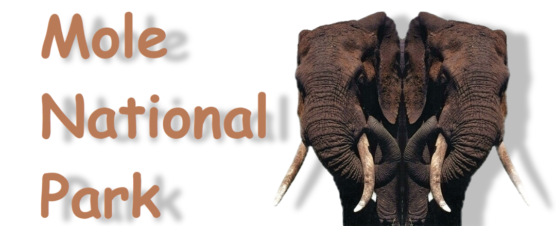 The Mole National Park, Ghana, Upper West region - Top for wildlife